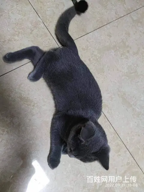 【搞定了！】蓝猫出售，四月男孩，转让有缘爱心人。 - 图片 6