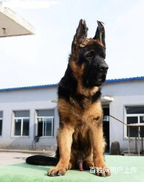 锤系德牧幼犬基地 多只极品幼犬 疫苗驱虫均已做完 - 图片 6