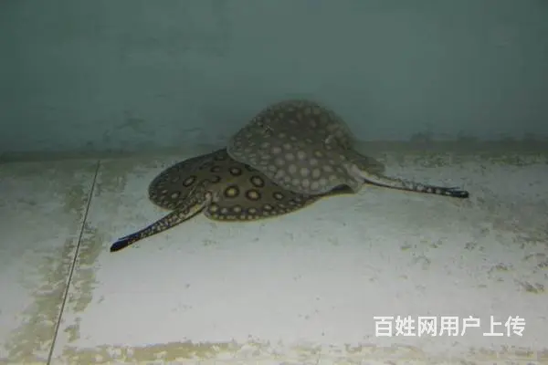 自家养的龙鱼 精品四纹虎5条皇冠黑白2条 斑马狗头 - 图片 7