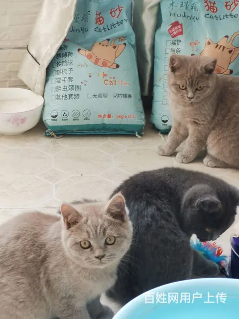 【搞定了！】蓝猫找主人 - 图片 2