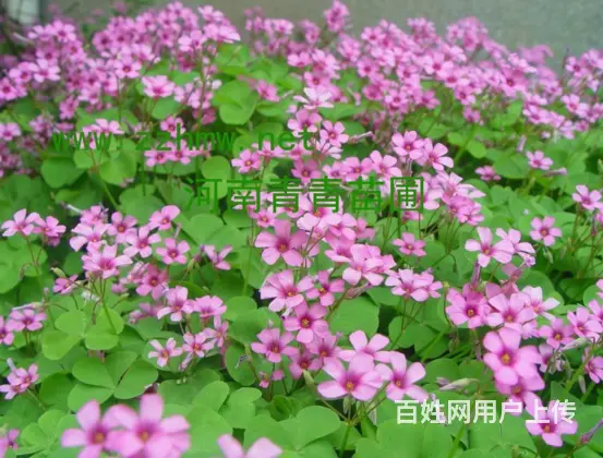 信阳南天竹/信阳早园竹/信阳红花醡浆草 - 图片 1