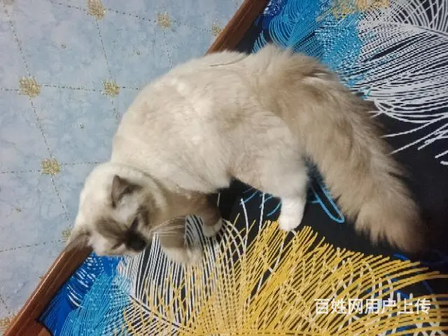 美国纯种布偶 - 图片 3