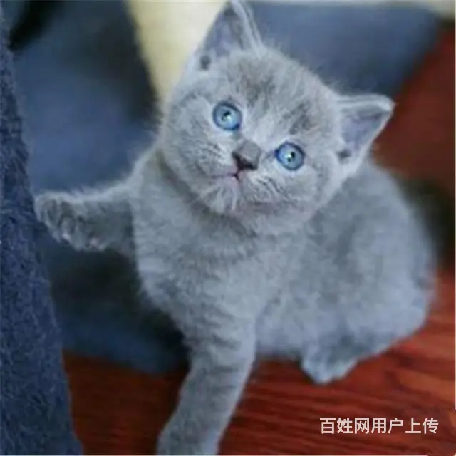 贵州黔南猫舍直销纯种蓝猫低价出售 - 图片 1