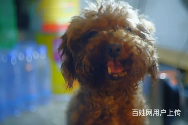 狗狗找领养人 - 图片 1