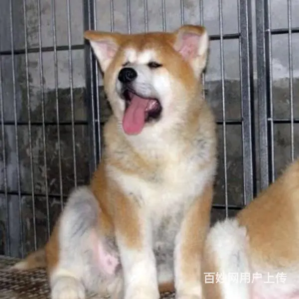 长春卖秋田犬的狗场，小秋田犬多少钱一只 - 图片 9