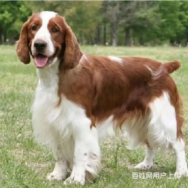 杭州【十年老店】常年繁殖优质血统史宾格幼犬 - 图片 4