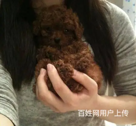茶杯|玩具|泰迪熊|灰色泰迪|京华犬舍 - 图片 1