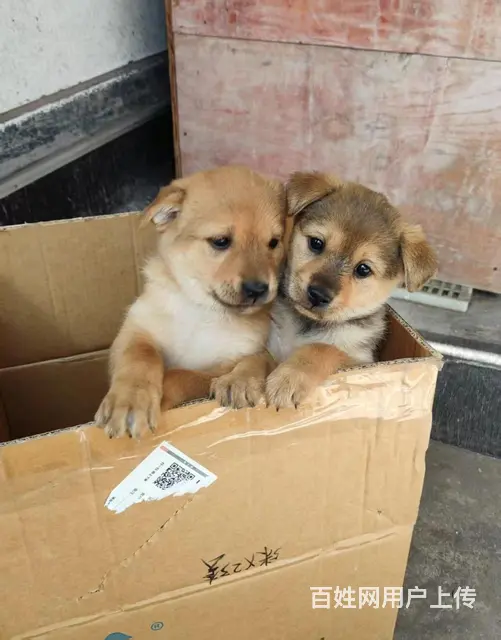 家养柴犬小狗狗出售2个月，价格优惠 - 图片 1