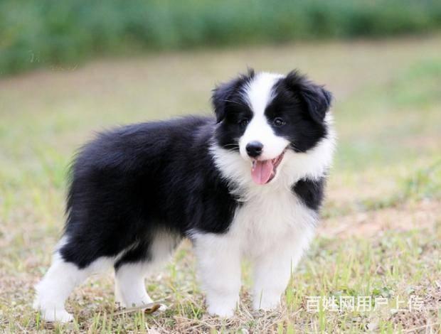 北京牧羊犬图片看看图片