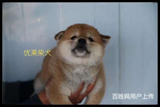 三沙纯种柴犬在哪可以买到，视频或者上门挑选 - 图片 6