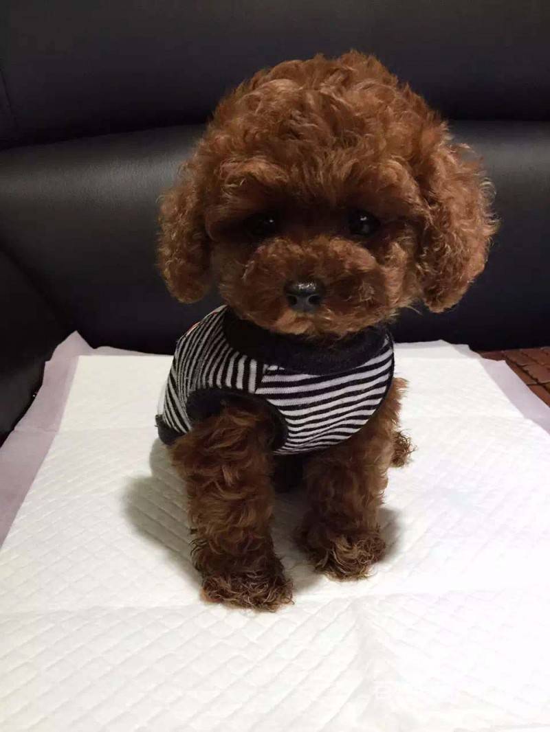 纯种茶杯犬灰色泰迪熊-茶玩具型迷你型-心动的泰迪