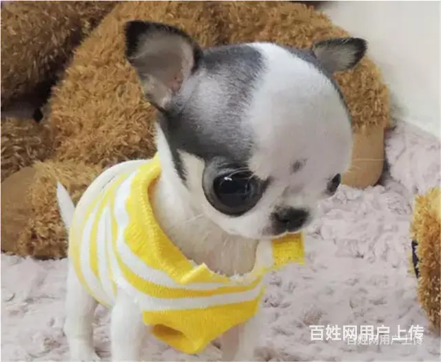 【货到付款】琼海吉娃娃多少钱一只好养活吗？ - 图片 7