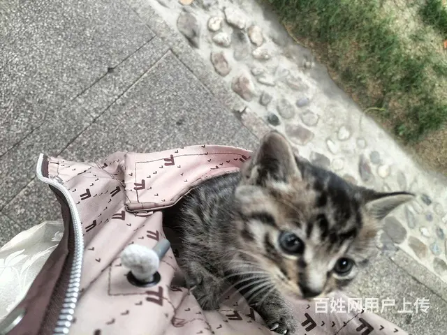 狸花猫一只 - 图片 1
