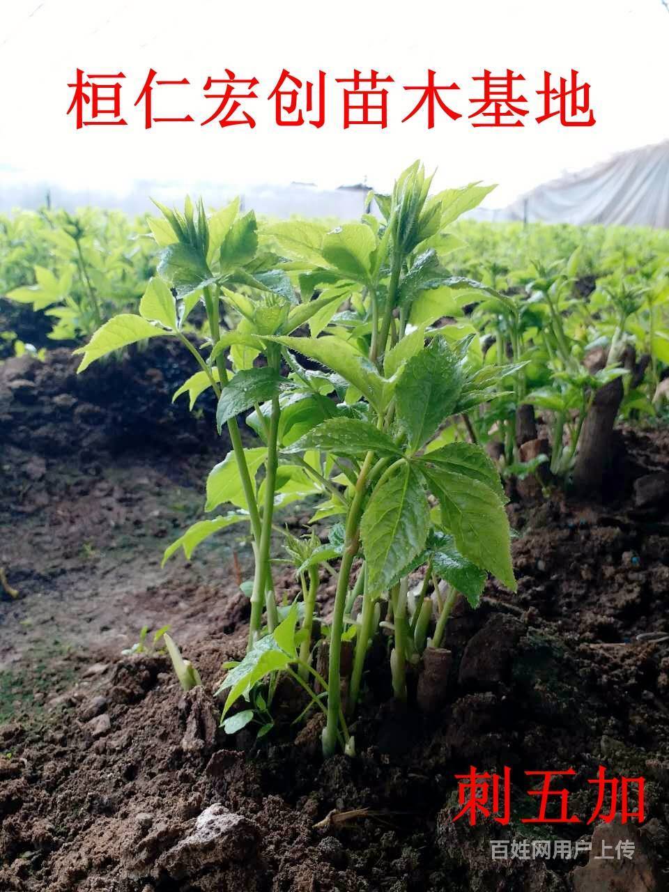 【刺五加苗】【刺五加种苗基地】