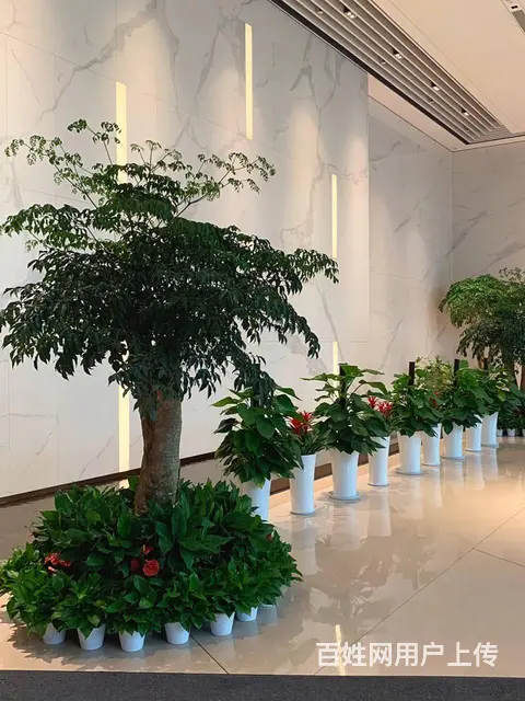 中山室内外办公室绿植花卉租摆 - 图片 3