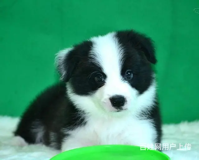 边境牧羊犬 家养边牧犬 纯种边牧幼犬出售 - 图片 3