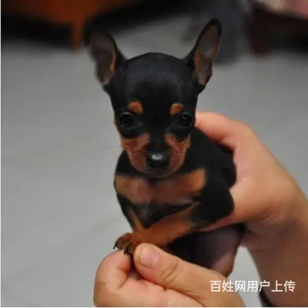 宿迁【十年老店】常年繁殖优质血统小鹿犬幼犬 - 图片 2