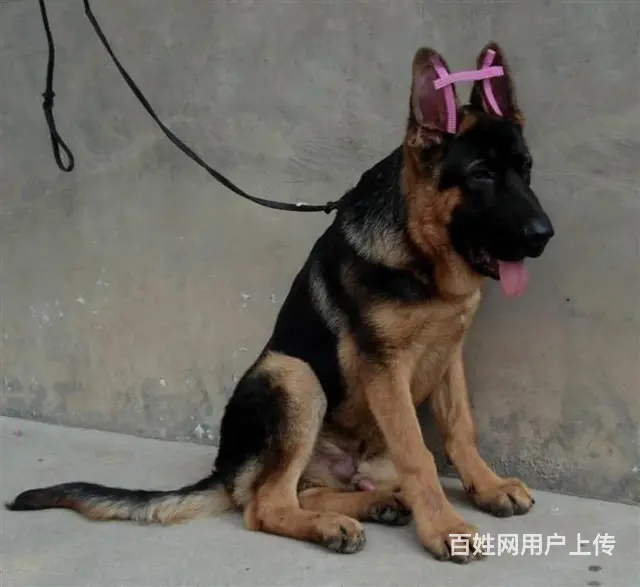纯种德牧犬 锤系德牧 大骨架德牧犬 保健康 签协议 - 图片 5