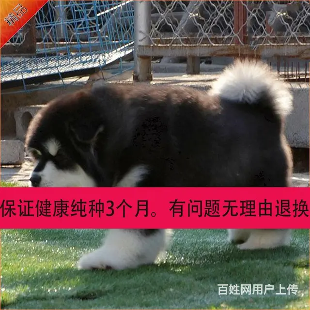 辽阳哪里可以买到纯种阿拉斯加 - 图片 12