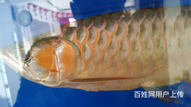 自家养的龙鱼 精品四纹虎5条皇冠黑白2条 斑马狗头 - 图片 8