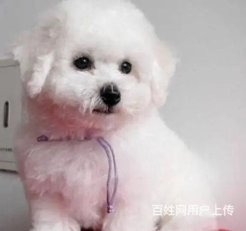 纯种比熊犬，赛级比熊犬，比熊价格专业繁育比熊基地 - 图片 2