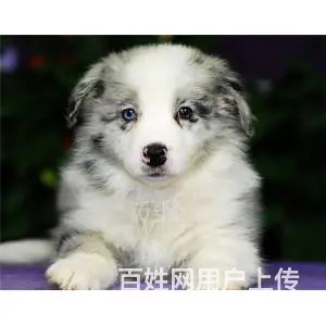 承德边牧怎么卖 纯种边牧 疫苗齐全 - 图片 9