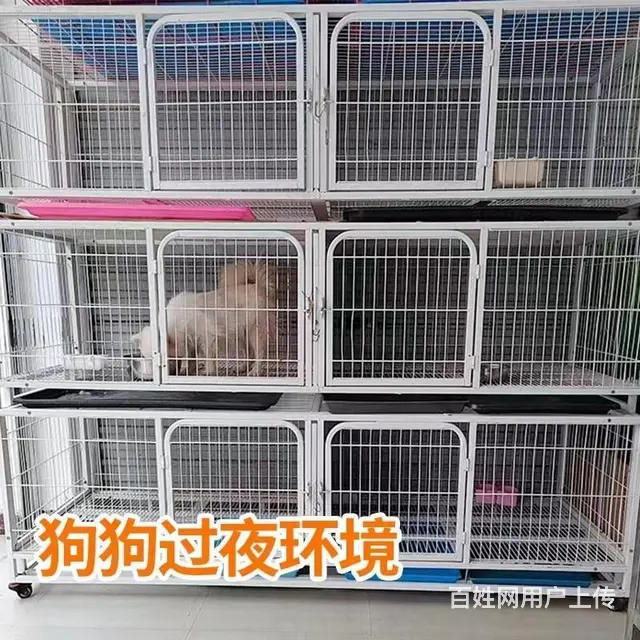广水宠物托运（猫咪狗狗）（承接活体运输邮寄）代办检疫证 上门 - 图片 1