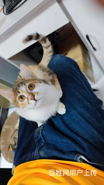 小橘猫找人领养 - 图片 11