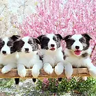 定西边牧繁殖场 边牧犬舍联系方式