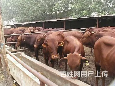 出售肉牛西门塔尔夏洛莱利木赞 - 图片 3
