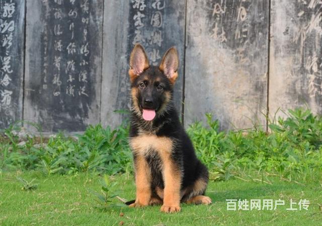 純種德國牧羊犬幼犬 賽級黑背 大骨架 警犬軍用犬