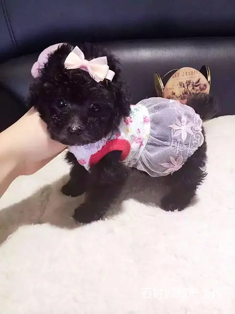 包头正规泰迪犬舍泰迪一般多少钱 - 图片 6