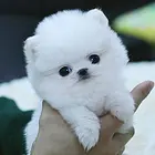 枣庄博美犬舍基地常年出售纯种博美双血博美幼犬