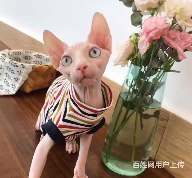 斯芬克斯无毛猫本地哪里有卖的 养无毛要注意什么 多少 - 图片 5