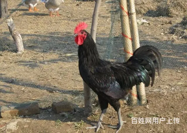 烟台跑山鸡苗 烟台九斤红鸡苗 烟台红玉鸡苗 - 图片 6