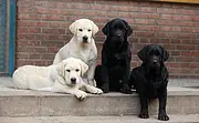 纯种拉布拉多寻回犬宝宝 高品质 低价位