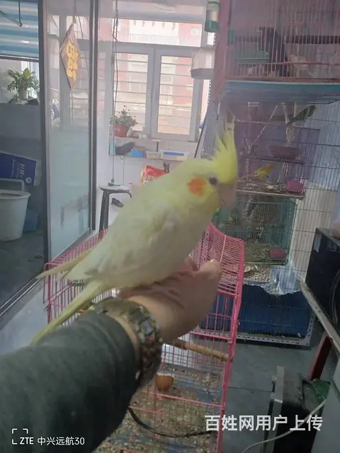 手养玄风 - 图片