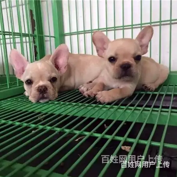 六安法斗价格哪里有法斗买呢 - 图片 9