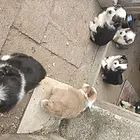 出售柯基幼犬八只