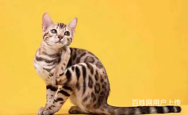 哪里有卖孟加拉豹猫的 无病无癣 包纯种健康 - 图片 6