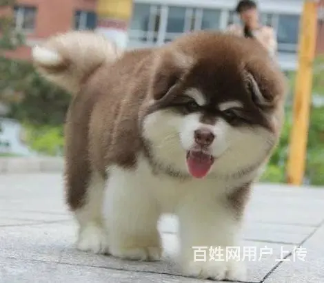 出售赛级高端品质阿拉斯加幼犬 百分百包纯包健康 - 图片 6