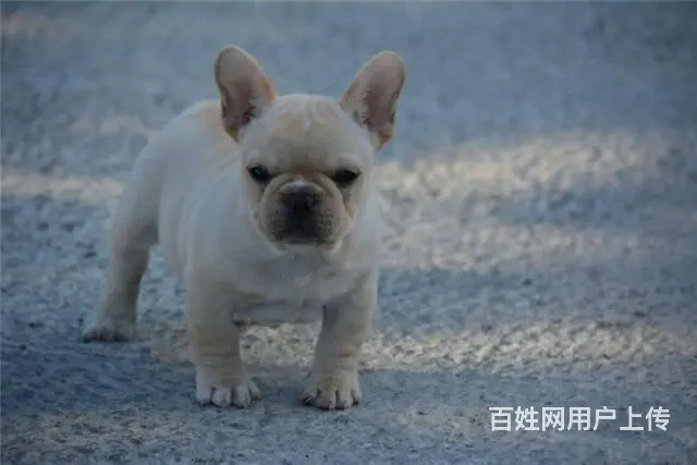 顶级法国斗牛犬宝宝、纯正血统完善服务 - 图片 1