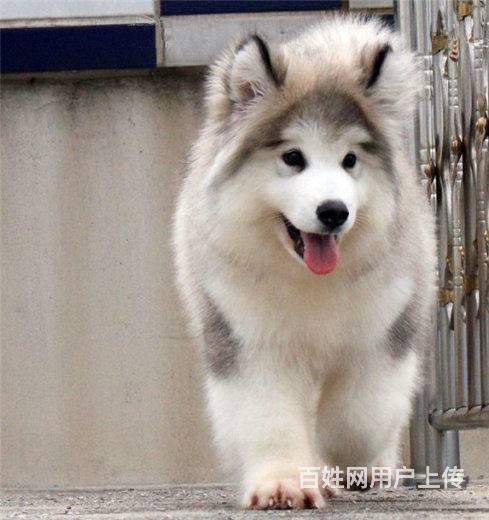 北京纯种阿拉斯加犬 巨型阿拉斯加多少钱的图片