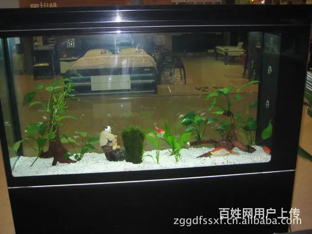 专业鱼缸维修 清洗 消毒 造景 治疗各种鱼病 - 图片 4