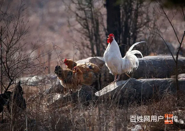 山林转让，可用养殖，采摘园 - 图片 4