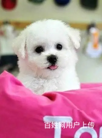 广州比熊犬一只多少钱 实体犬舍 自家繁殖保健康 - 图片 10