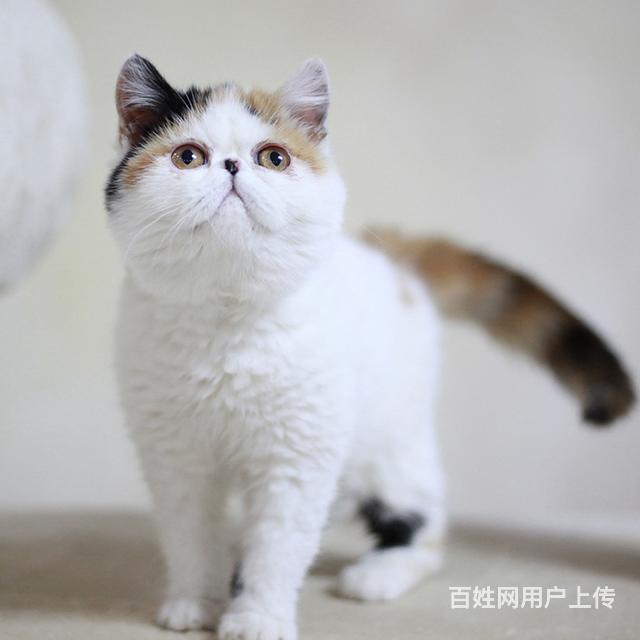 常熟本地哪里卖加菲猫,加菲猫多少钱一只!的图片