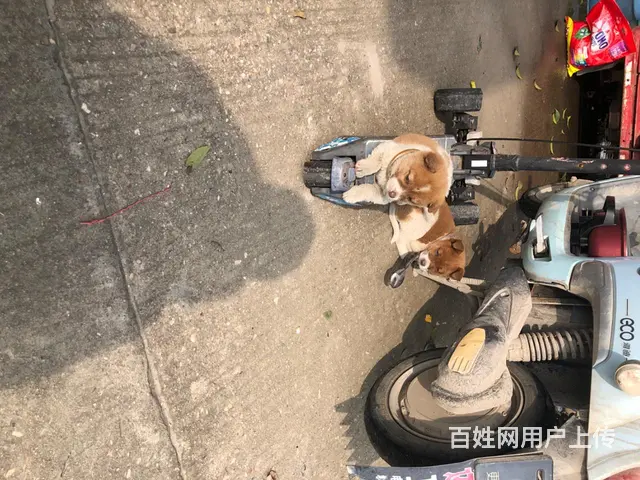自己家狗狗 - 图片 2