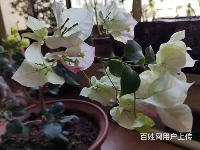 兰州各类民事 行政诉讼 非诉讼案件的代理法律顾问 - 图片