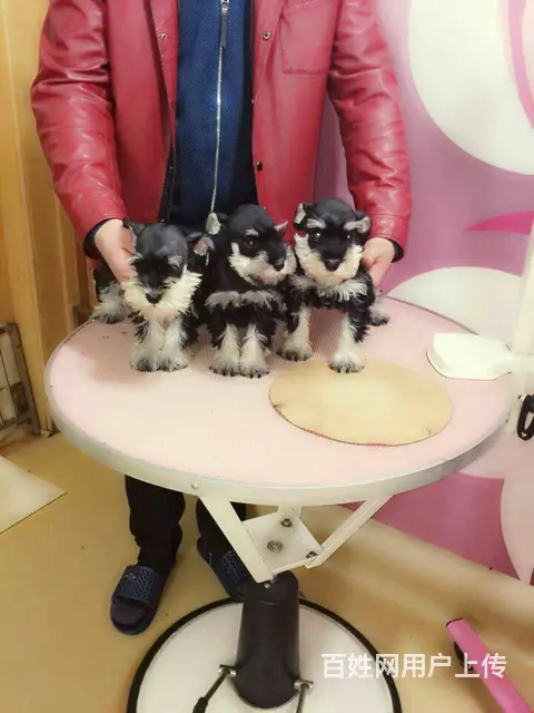 广州买狗 广州宠物狗 广州纯种迷你雪纳瑞幼犬哪有卖 - 图片 10